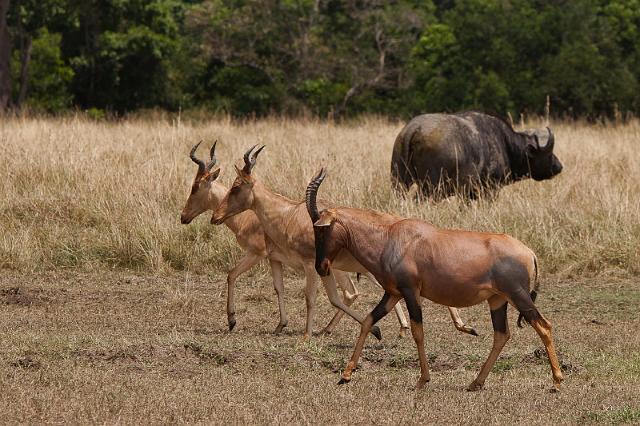 032 Kenia, Masai Mara, lierantilope en cokes hartenbeest.jpg